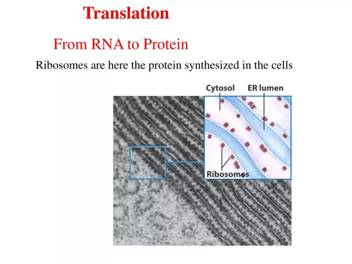 PPT Ribosomes Are Here The Protein Synthesized In The Cells