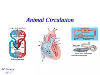 Animal Circulation