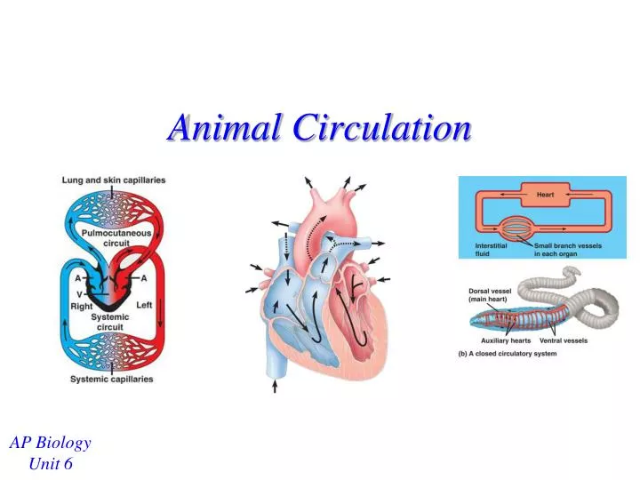 animal circulation