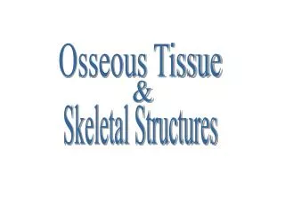 Osseous Tissue
