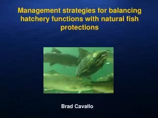 Management strategies for balancing hatchery functions with natural fish protections