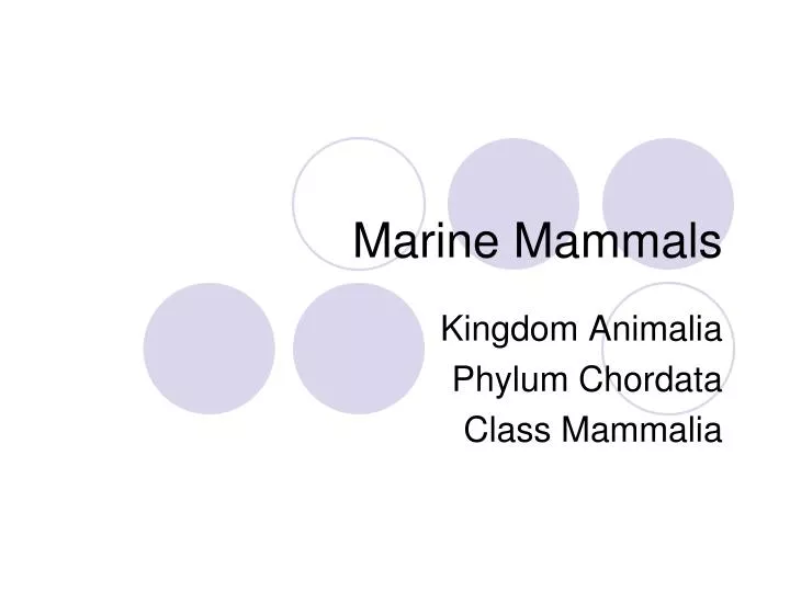 marine mammals