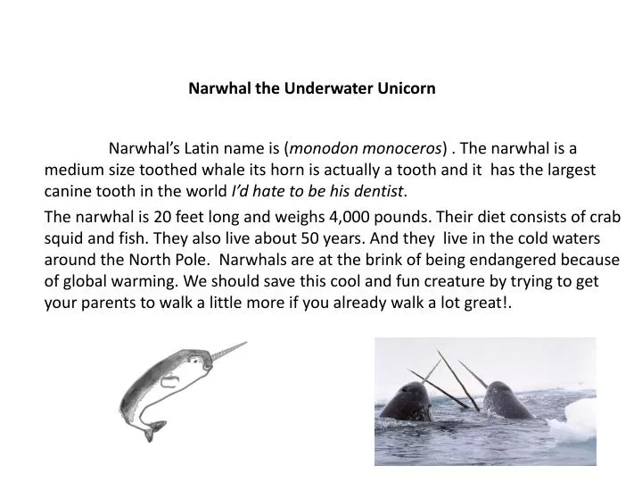 narwhal the underwater unicorn