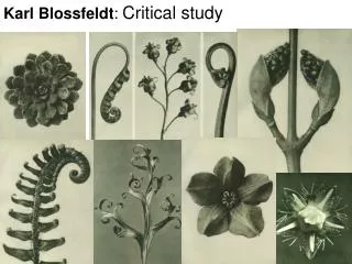Karl Blossfeldt : Critical study