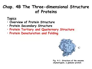Chap. 4B The Three-dimensional Structure of Proteins