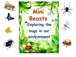 Mini Beasts