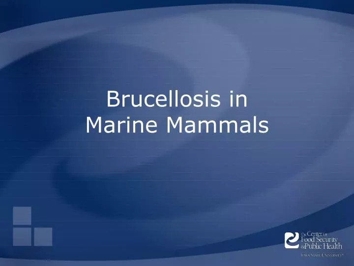 brucellosis in marine mammals