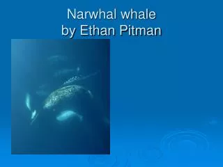 Narwhal whale by Ethan Pitman