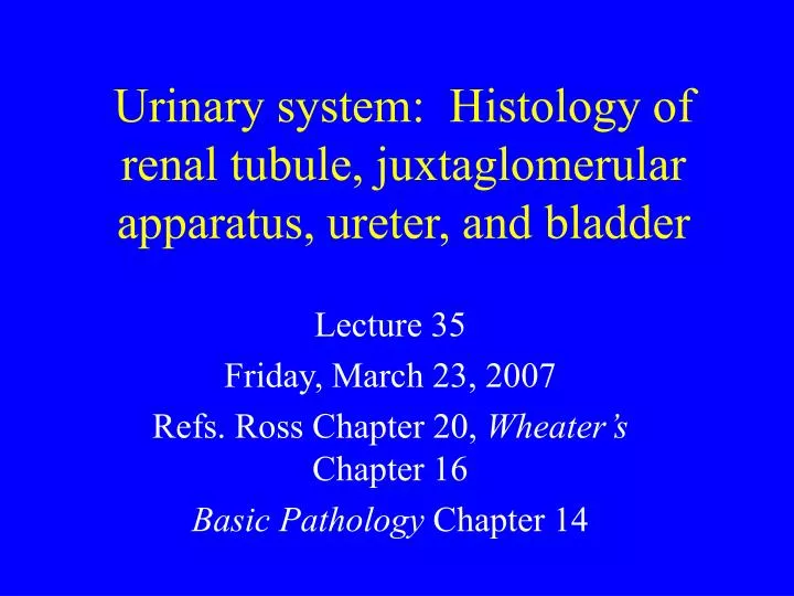 urinary system histology of renal tubule juxtaglomerular apparatus ureter and bladder