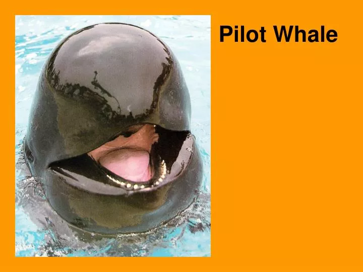 pilot whale
