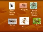 Black Widow Spider - slide 1
