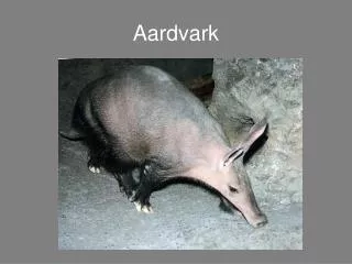 aardvark