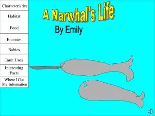 A Narwhal's Life