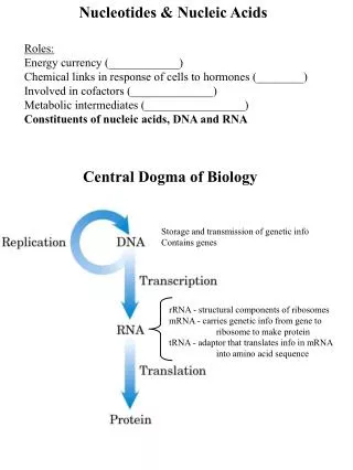 Nucleotides &amp; Nucleic Acids