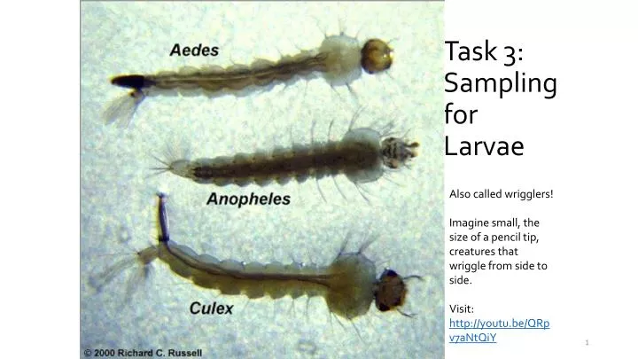 task 3 sampling for larvae