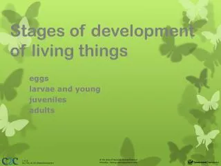 Stages of development of living things