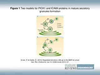 Figure 1 Two models for PICK1 and ICA69 proteins in mature secretory granules formation