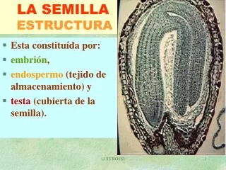 la semilla estructura