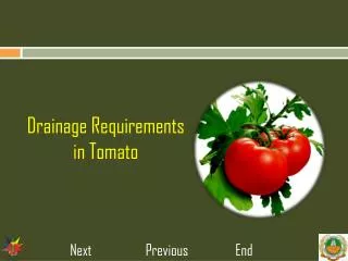 Drainage Requirements in Tomato