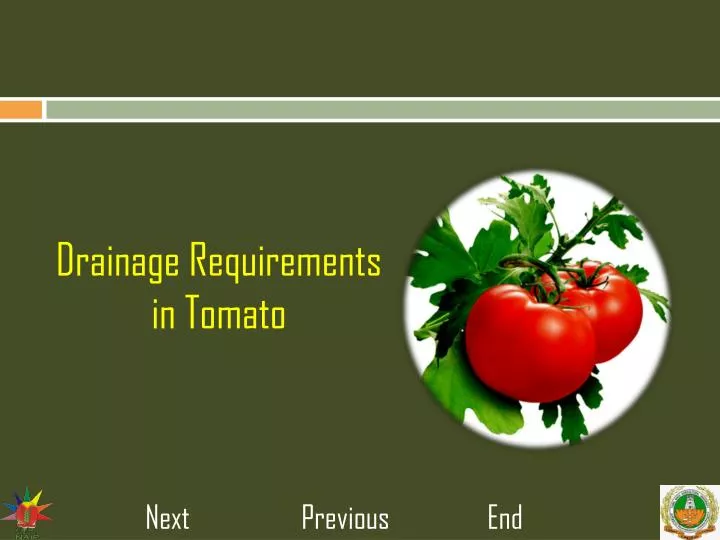 drainage requirements in tomato