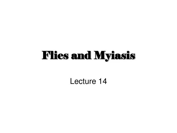 flies and myiasis