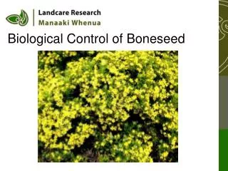 Biological Control of Boneseed