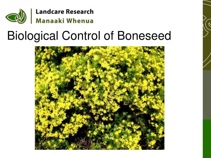 biological control of boneseed