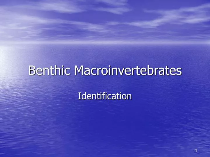 benthic macroinvertebrates