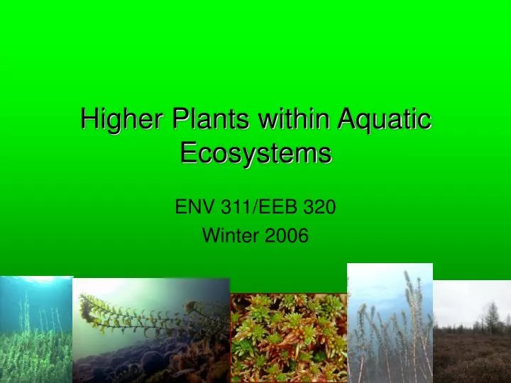 higher plants within aquatic ecosystems