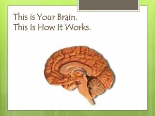 This is Your Brain. This Is How It Works.