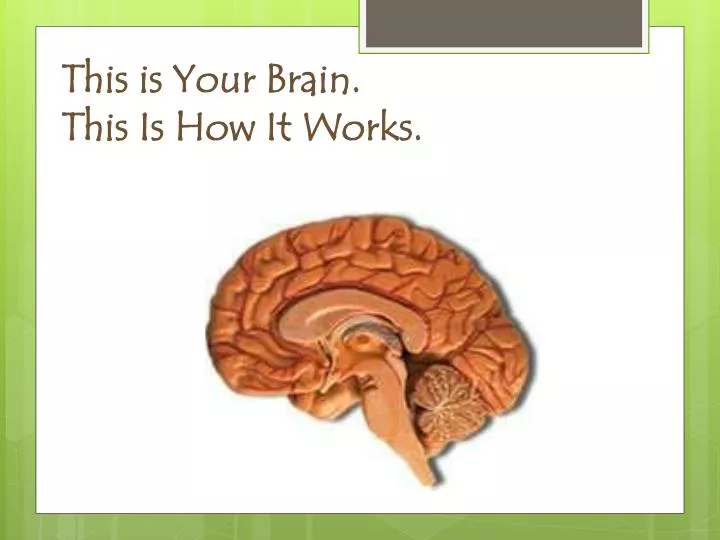 this is your brain this is how it works