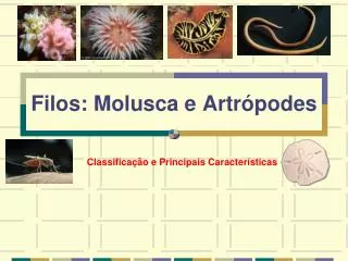 filos molusca e artr podes