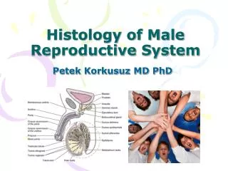 Histology of Male Reproductive System