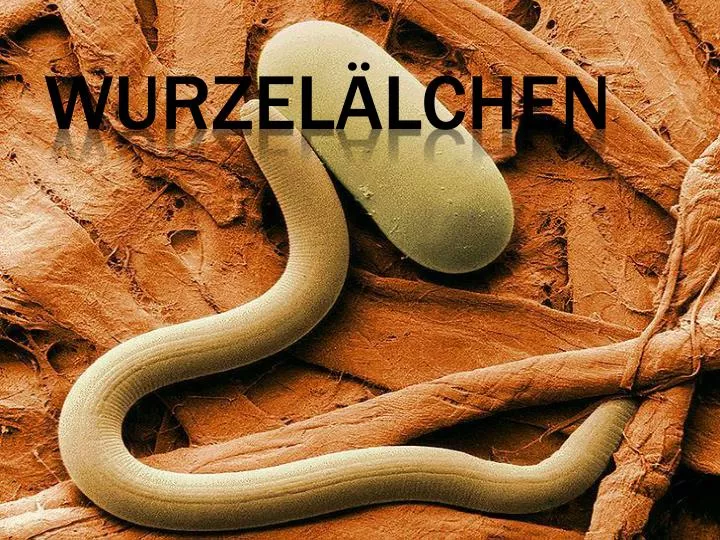 wurzel lchen