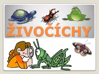 ivo chy