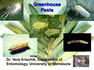 Greenhouse Pests