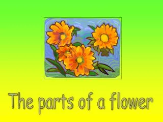The parts of a flower