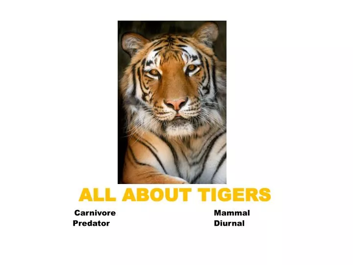all about tigers