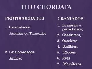 filo chordata