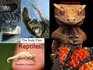 Reptiles!!!