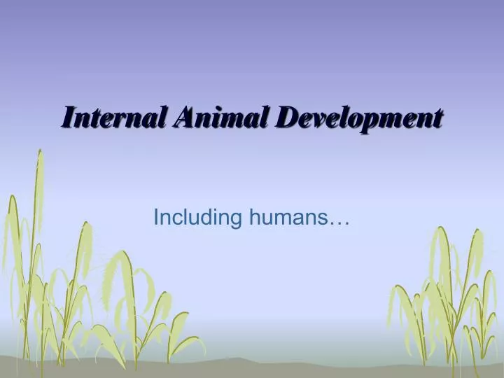 internal animal development