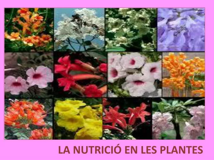 la nutrici en les plantes