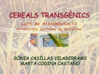 cereals transg nics