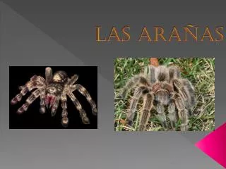las ara as