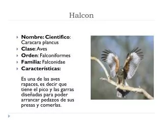 halcon