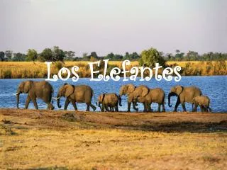los elefantes