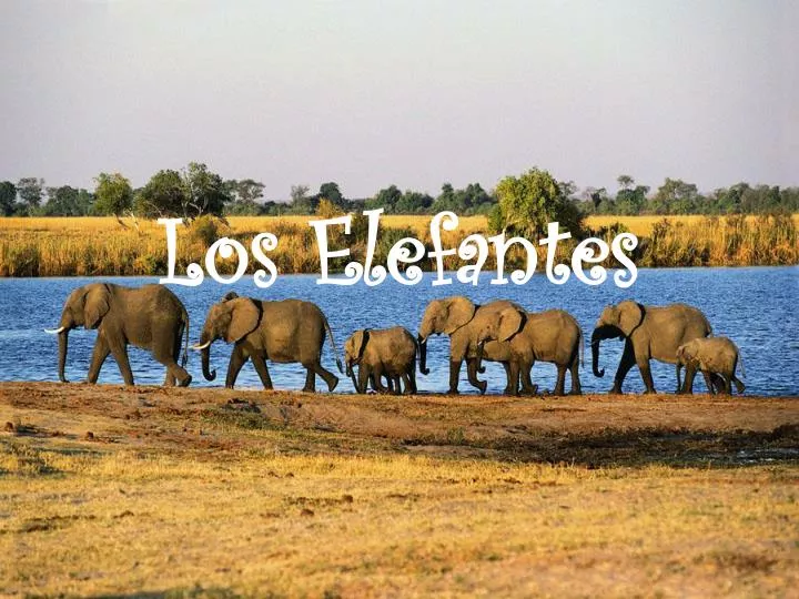 los elefantes