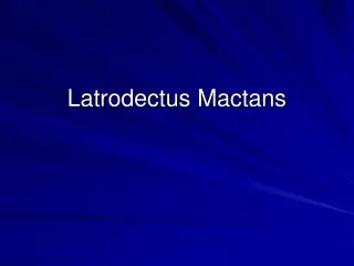 latrodectus mactans
