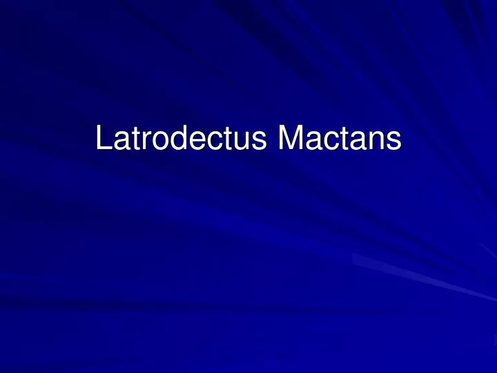 latrodectus mactans