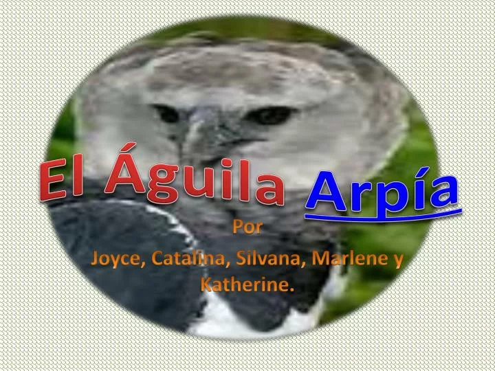 el guila arp a